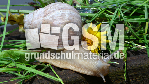 Weinbergschnecke_ (7).jpg